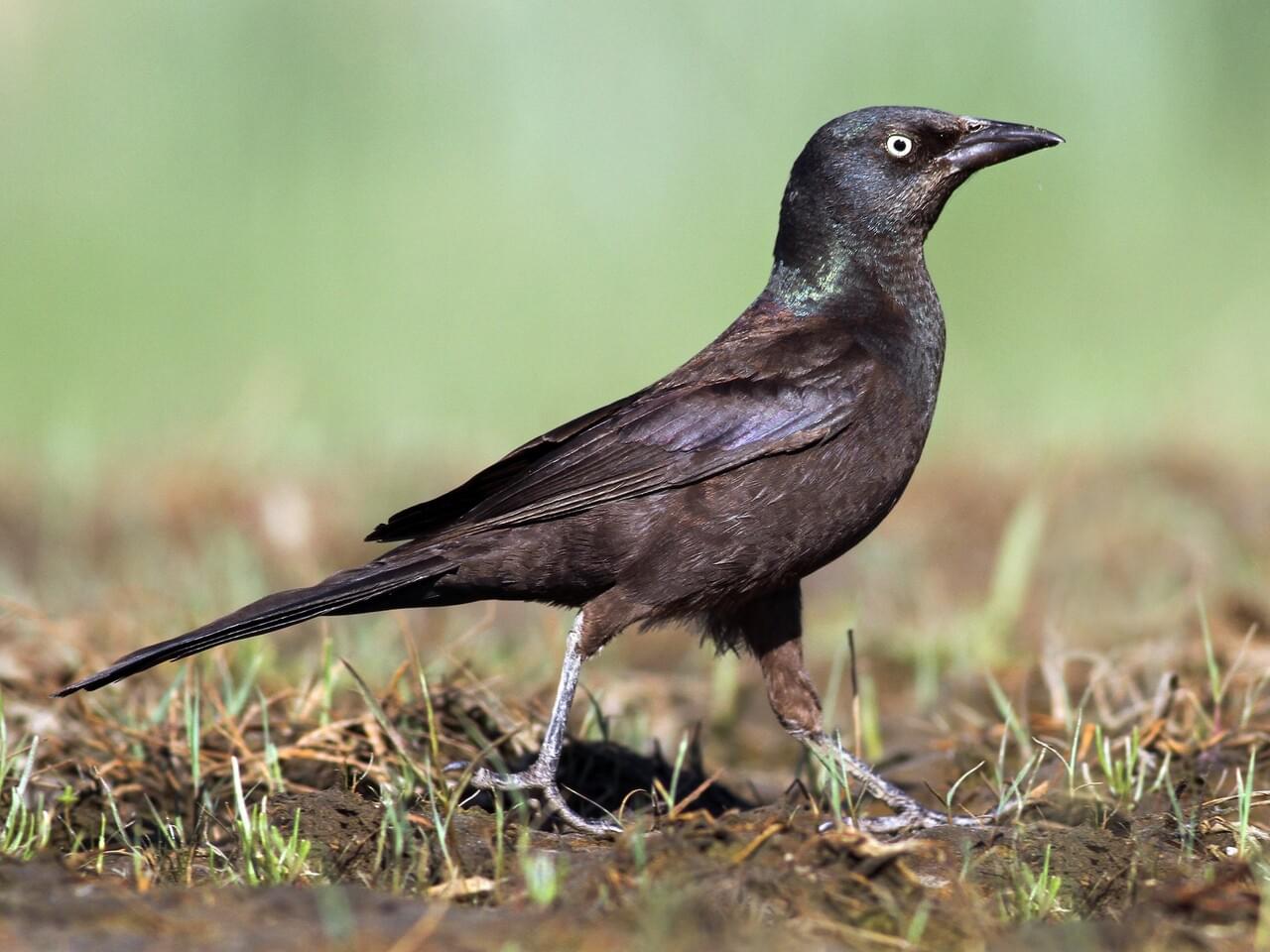 grackle